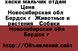 хаски мальчик отдам › Цена ­ 3 500 - Новосибирская обл., Бердск г. Животные и растения » Собаки   . Новосибирская обл.,Бердск г.